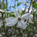 CORNUS FLORIDA CLOUD 9 Flowering Dogwood